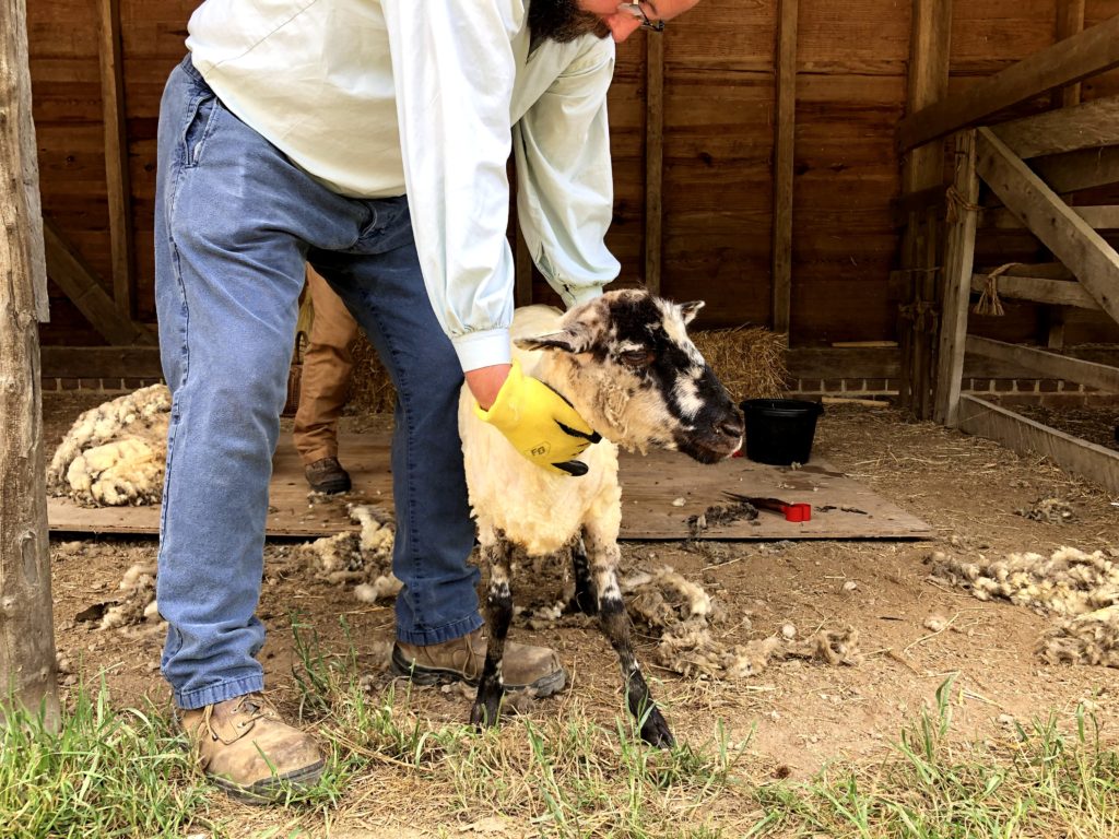 a historical interpreter shows off a newly shorn sheep at Mount Vernon