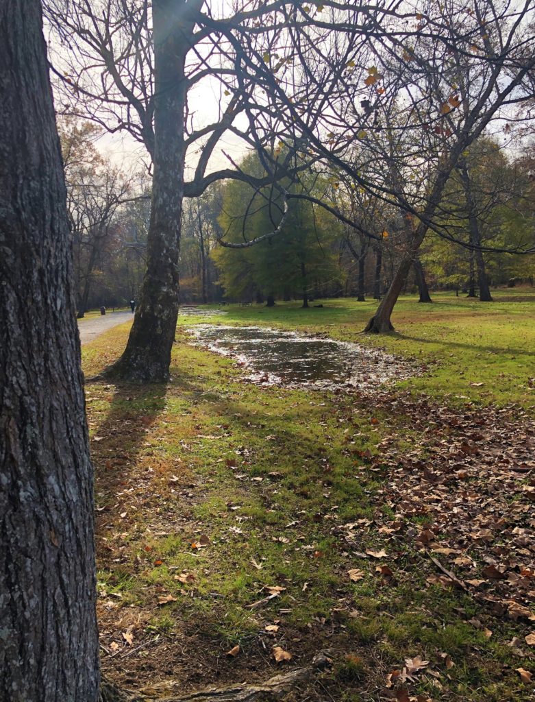 standing water in a grassy area where the Potowmack Canal used to be