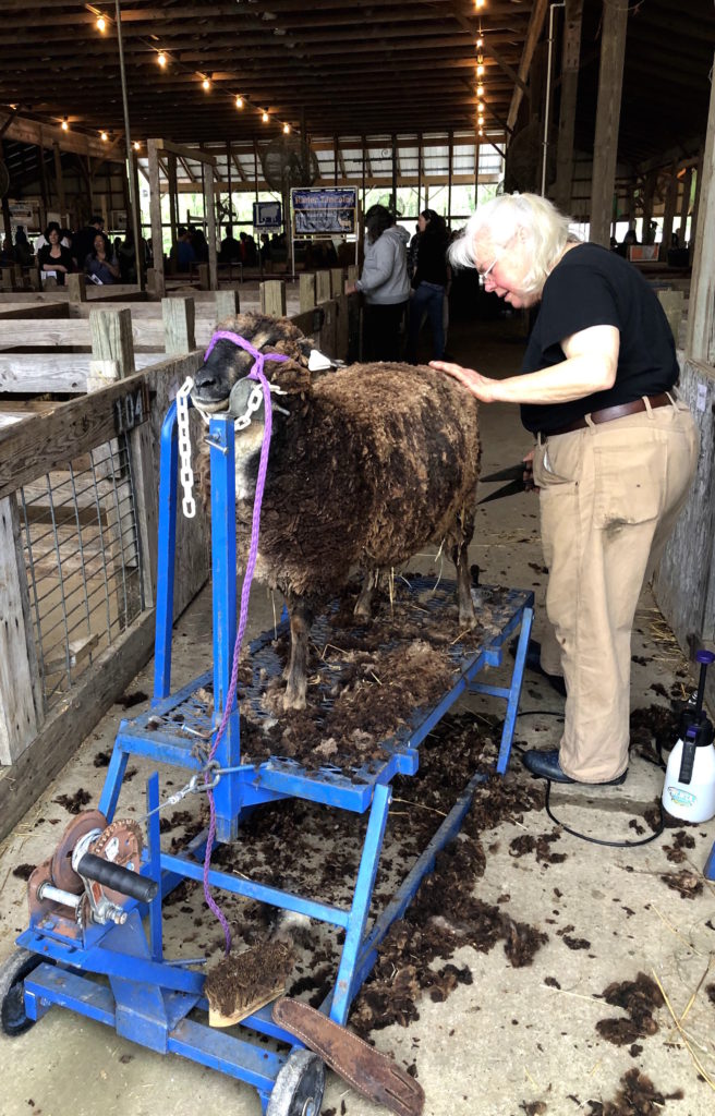 a woman shears a sheep by hand with traditional shears