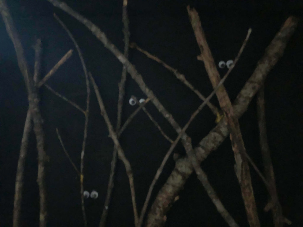 googly eyes peek from behind a forest of twigs in the dark in the spooky diorama