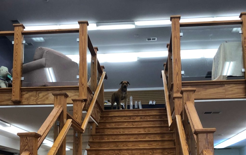 a large dog peers down from the upper level of Knitting Addiction